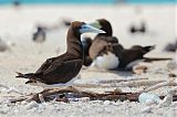 Brown Booby